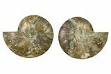 Cut & Polished, Agatized Ammonite Fossil - Madagascar #328087-1
